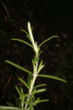 Salvia rosmarinus RCP08-07 099.jpg